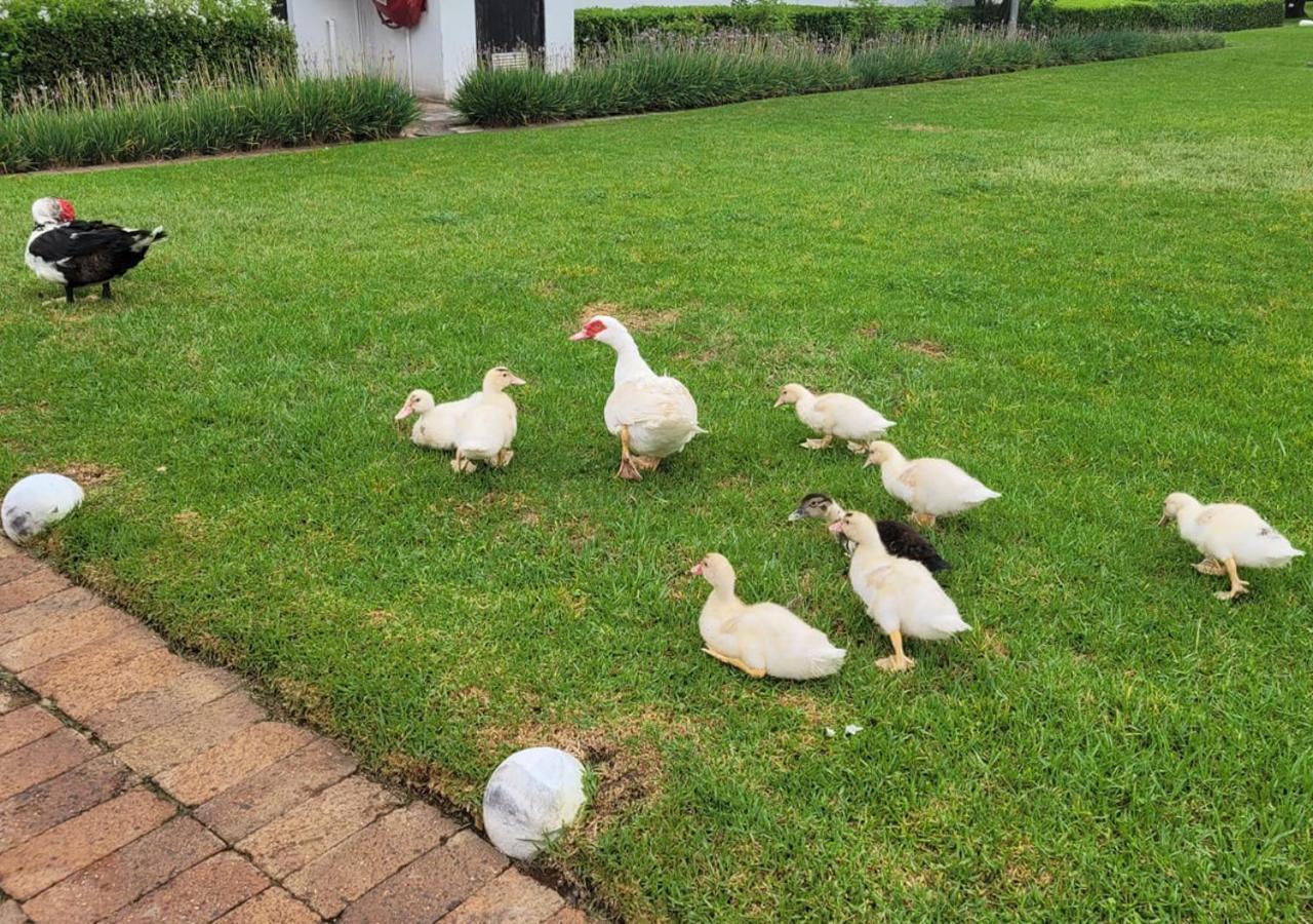 Hotel Kievits Kroon Gauteng Wine Estate